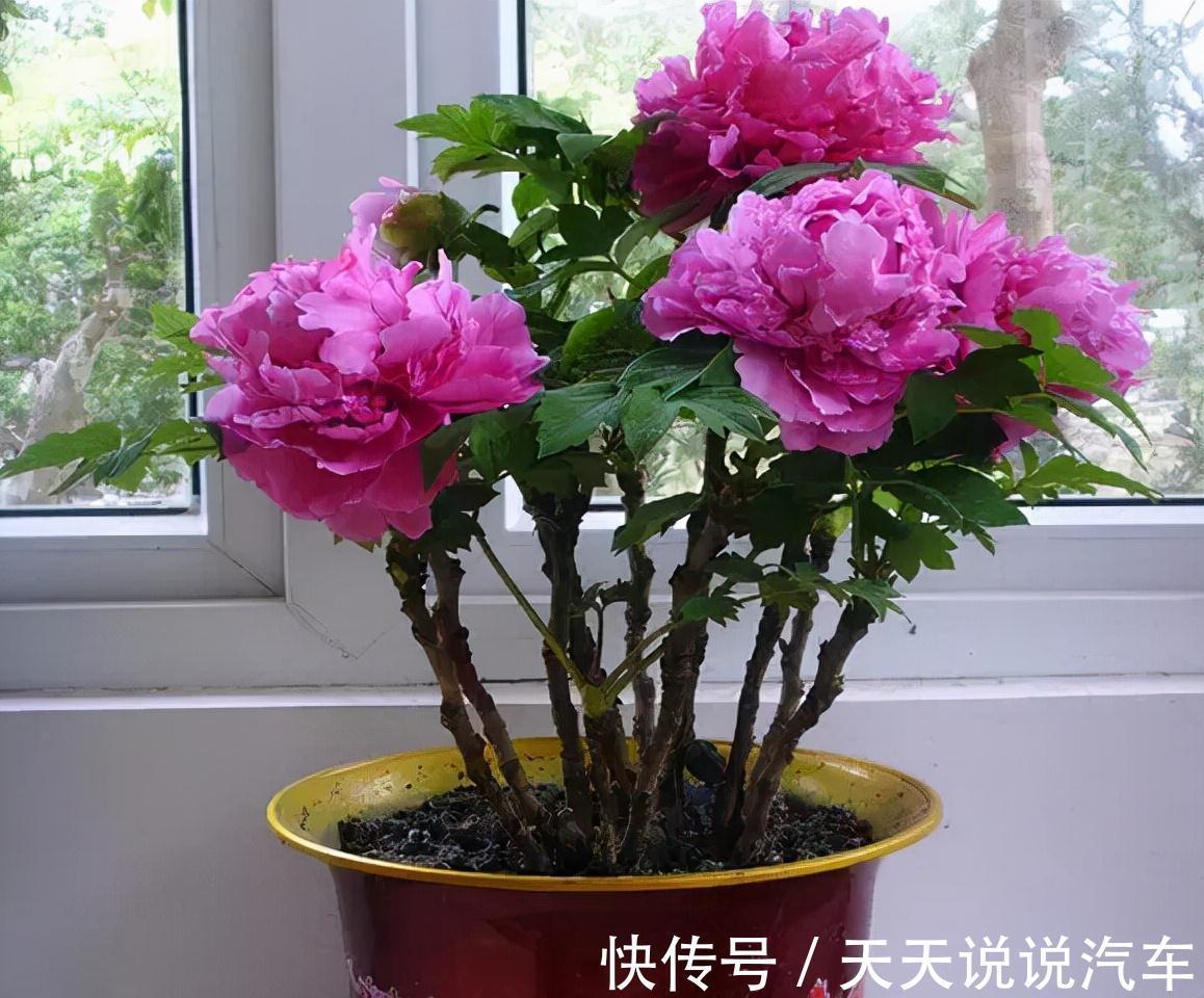 立冬后,养这10种花,切记不能多浇水,养不活都是由于手太勤