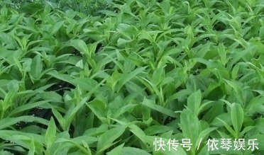 消炎|农村路边这些野菜，祛风止痛、消炎解毒，功效大，可惜很少人知道