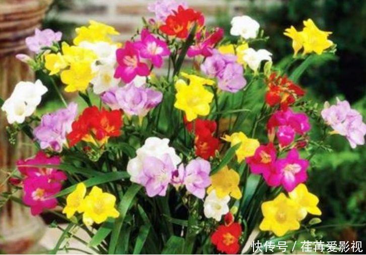 此款花卉便宜又好养,丢到阳台,财运亨通,旺财旺运好兆头