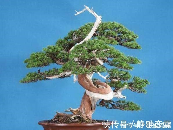 舍利干|盆栽案例欣赏，最贵的是舍利干，桃花类的美极了！