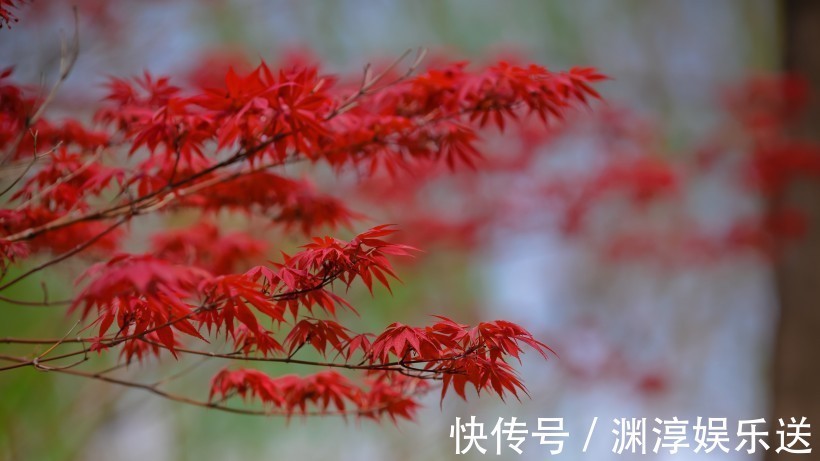 近一个月内，缘分和桃花仍旧动人，余生再无感情羁绊的四大生肖！