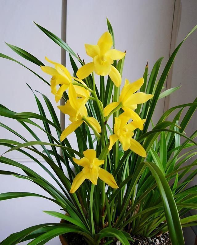 通体|比“绿萝”还好养的兰花,兰香持久,通体金黄,每年可以开花3次