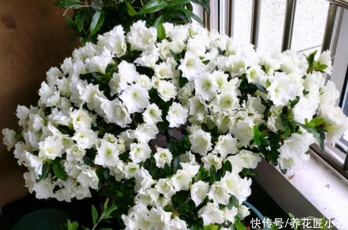 杜鹃花开败后，先做好修剪，使用两种“液体”，新芽又粗又壮