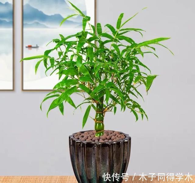 清新|一种“吉祥竹”,清新典雅寓意好,家里养几盆,旺财又守家
