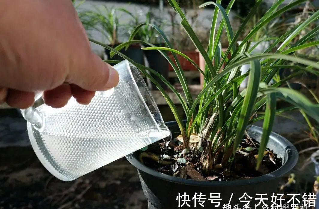 怎样让兰花不烂根?其实并不难,按照本文操作,我的兰花从不烂根