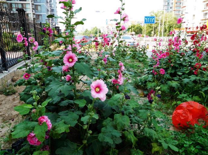 长寿花|此花才是真正的“长寿花”，1粒种子埋土里，一活就是50年