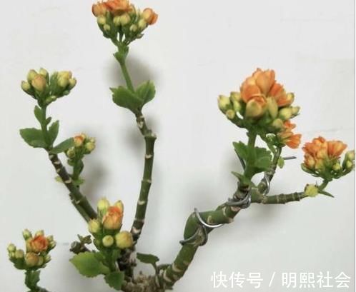 长寿花老桩怎么养狠下心,撸光“叶子”晒一晒,轻松就能完成