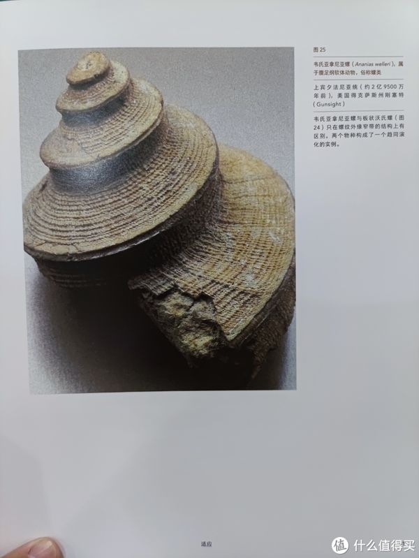 图书馆#图书馆猿の2021读书计划60：《灭绝与演化：化石中的生命全史》