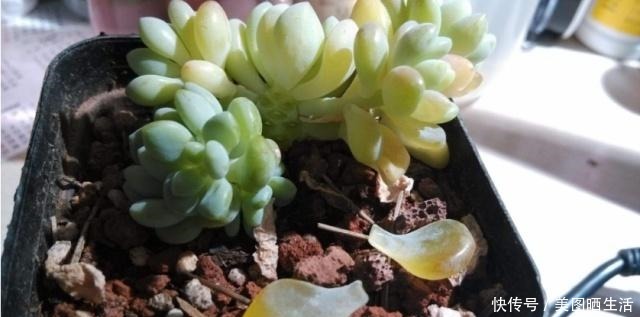 它才是杀死多肉的大“黑手”,要注意4点预防,后2点是自作自受!