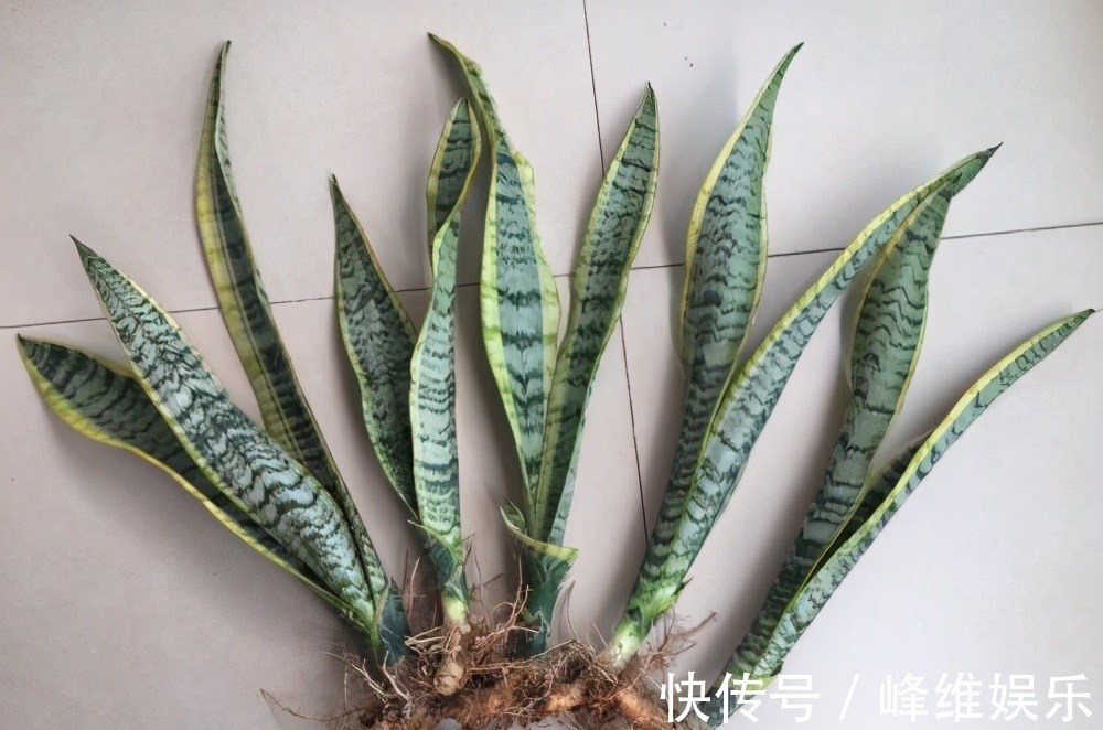 虎皮兰不长新芽，多是犯了3个错误，改正了才能不断冒嫩芽