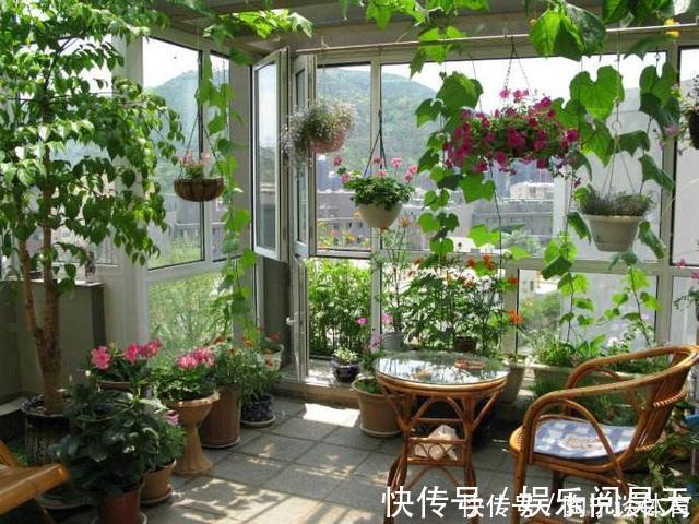 养花|什么药片水、黄豆水,都不如家里“2种灰”,养花杀菌灭虫、补肥