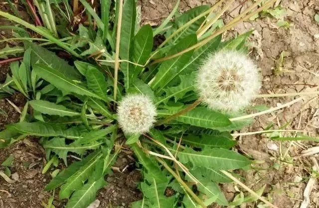  秋后|立秋后，用蒲公英泡水，有五大好处，记住四个禁忌，常用三个搭配