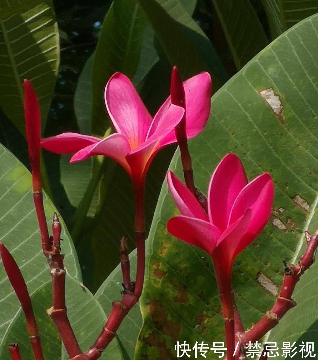 五瓣蛋花巧转开,芬芳萦绕岭南来