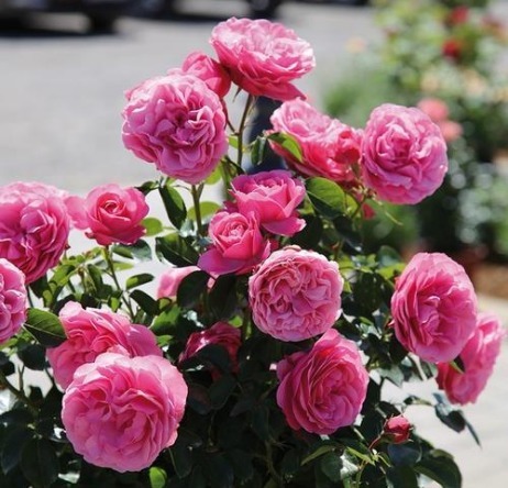 家有小院,种这些爬藤植物,花色艳还漂亮,轻松打造墙面小瀑布