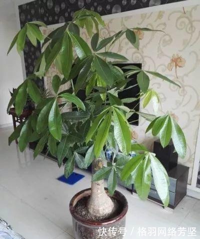 黄叶|绿萝又黄叶了, 这样一处理, 又是绿油油的一盆!