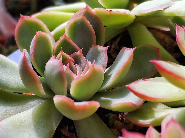 成长|与多肉一起走过的日子,见证多肉的成长过程!