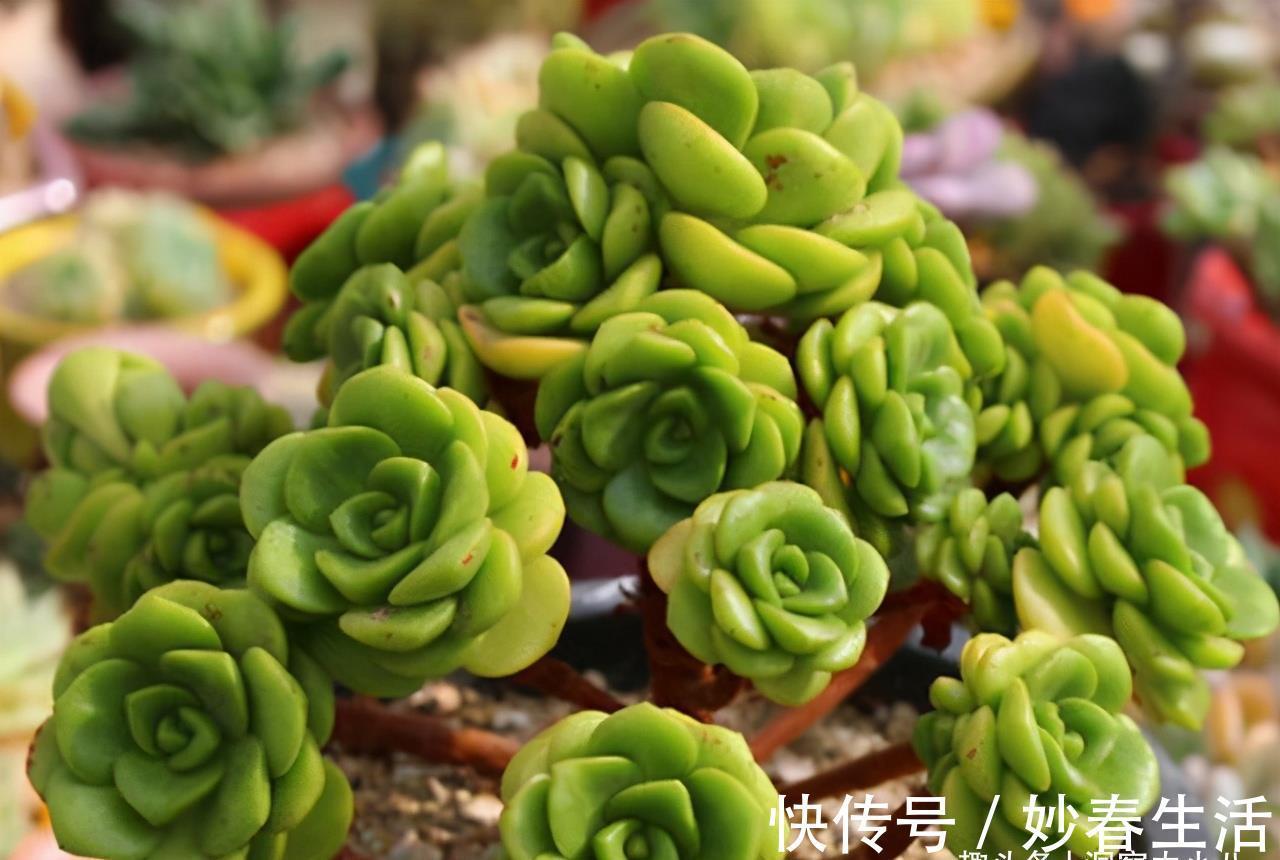这“三多肉”入冬就开挂,叶片自带“香气”,遇水疯长憋成小老桩