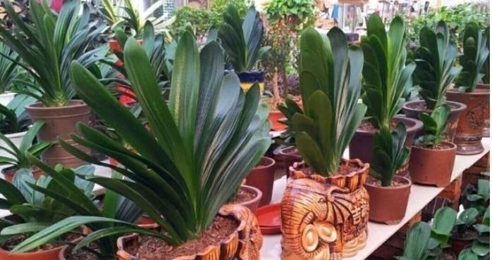 养君子兰,用上这“2种肥”,比什么淘米水、黄豆水强“100倍”