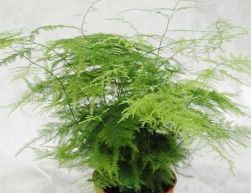 适合养在家里的“懒人植物”,新手、忙人、懒人都能轻松养爆盆