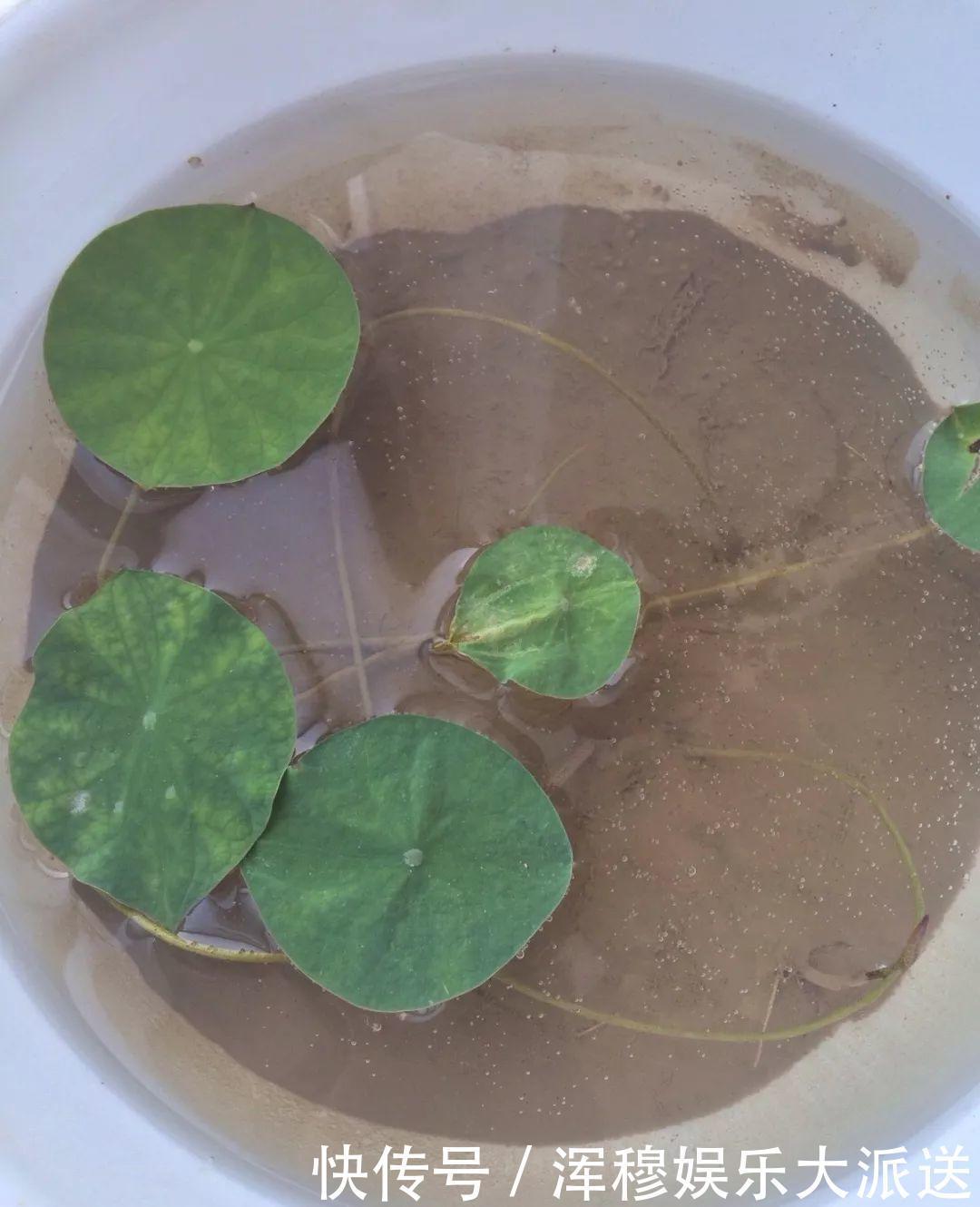 移栽|她在水缸里种荷花,开花比脸还大,满缸都是藕!