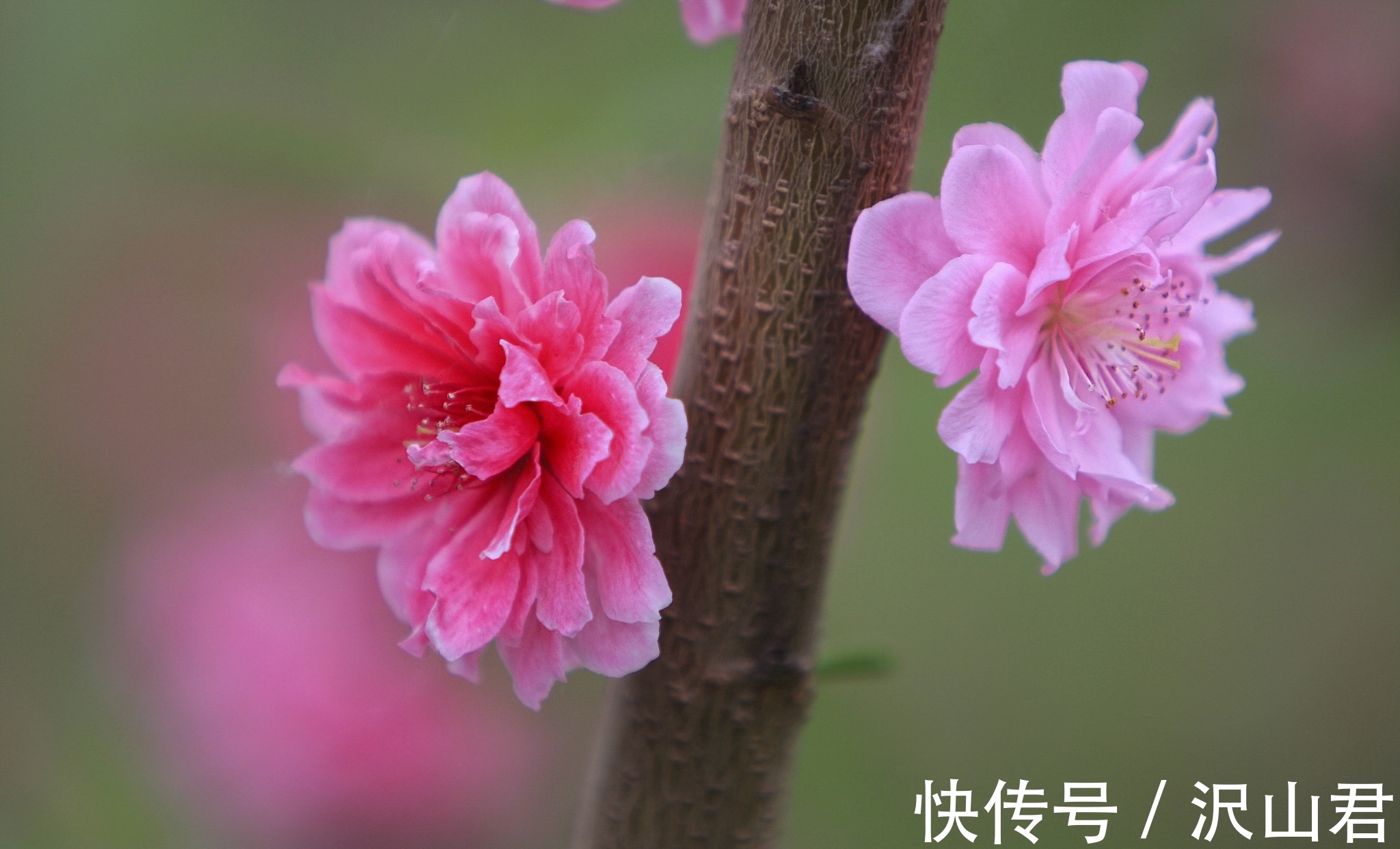 江南$著名诗人写的诗就是不一样,这首诗句句经典,怪不得人人称赞