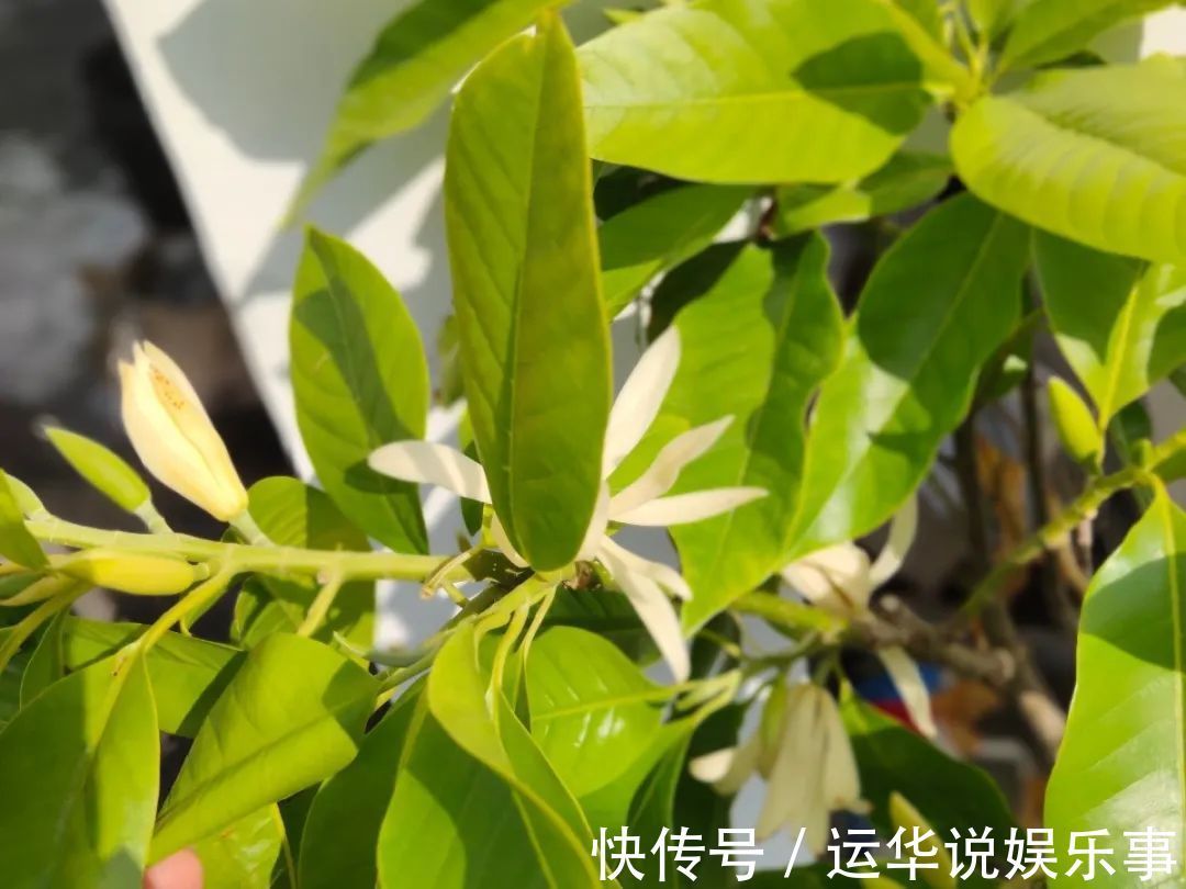 10种花爱喝醋,浇水加点酸,叶子油亮爱开花!