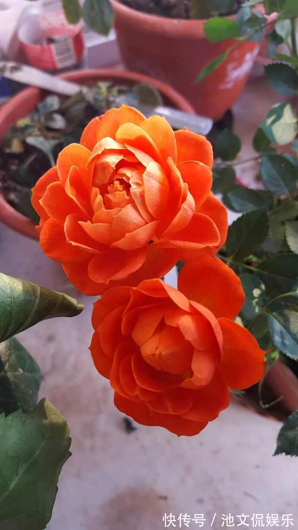 萌新别再用过期的啤酒浇月季了，浇1盆死1盆，只有用对方法才爆盆