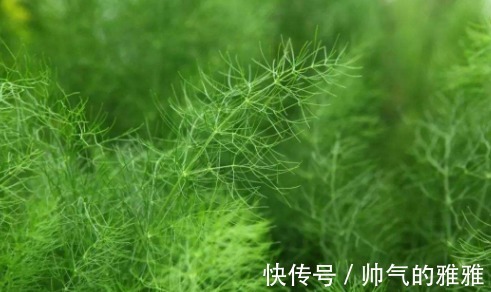 养颜|农村田野里的四种野菜,美容养颜降低血压,爱养生的不妨了解下