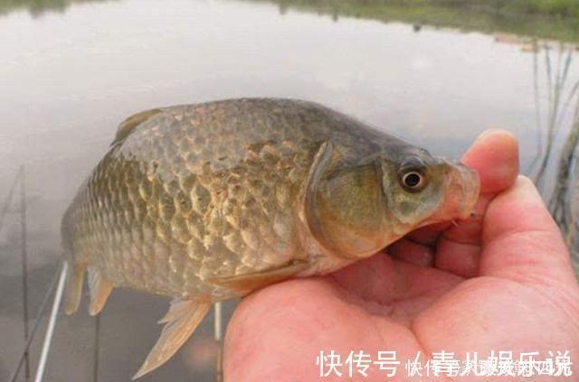 红虫|怪不得老钓手从不买饵,原来这3种东西才是大板鲫的最爱,服了