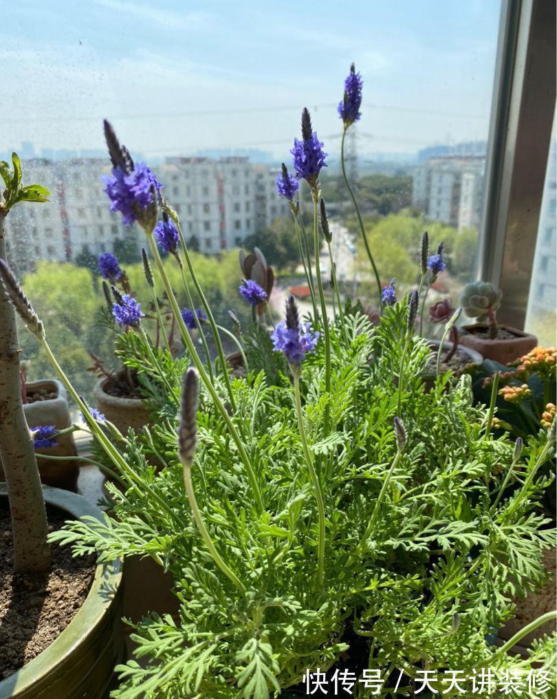 金银花|5种“养人花”,你养着它,它也养着你,家里空气清新,人健康