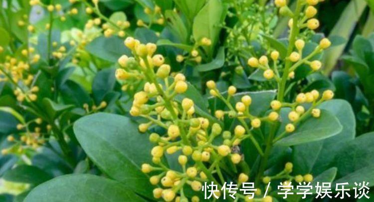 味极香|4种花是爆盆“能手”，花开一茬又一茬，满屋飘香，天天好心情！