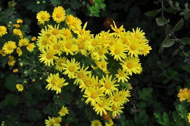 诗词#杨鑫诗词露沁黄花，云澄碧海，曲翻缥缈涟漪