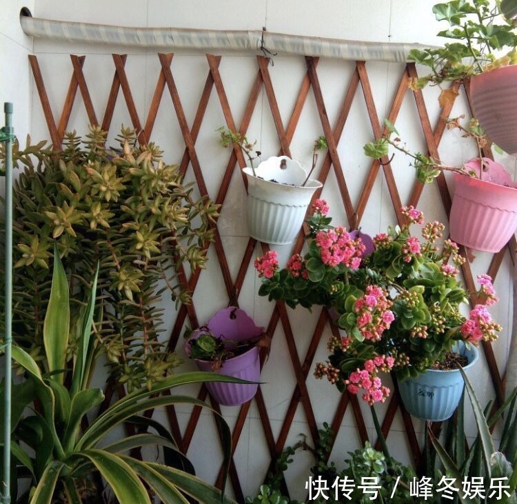 冬天|冬天浇花的“4个坏习惯”,看你有没有?难怪花卉烂根