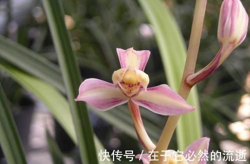 兰种|这2款难得一遇的珍品兰花,花色美艳,花型稀少,新手都能养好