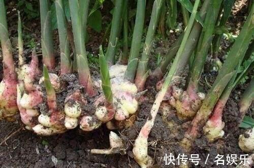 万能肥|没人要的“小东西”,却是养花的“万能肥”,营养还透气!