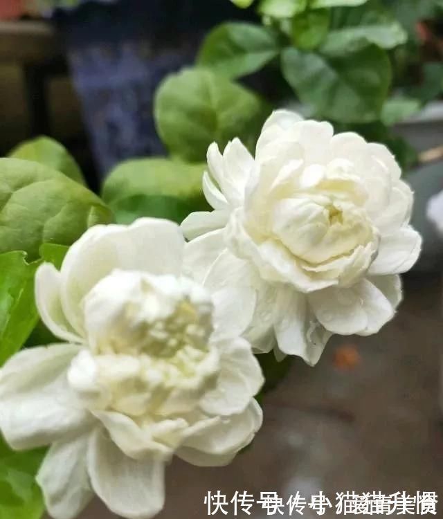 修剪|养好茉莉花,关键在一个“摘”,能开两个季度,白色花瓣挂满花盆