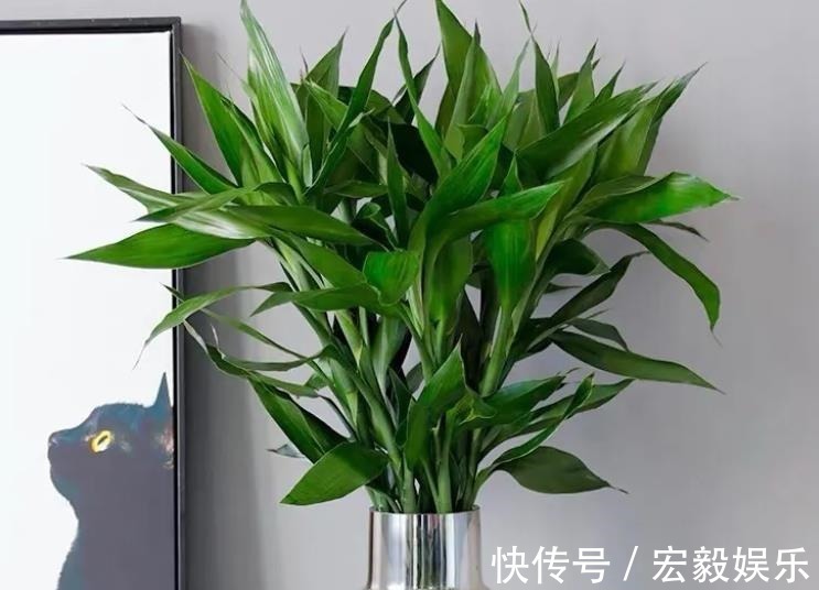 6种“吉利花”养在客厅里,一帆风顺,运气好,日子越过越顺当