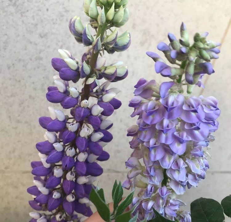 喜欢家中养花，就养开花漂亮好养活，花量大花期长的花