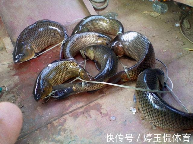 存活|让鱼儿离水几天不死?民间古老的“弓鱼术”,其实原理很简单