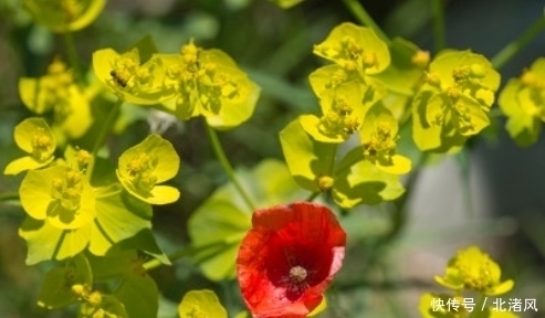 星座|未来相思难解，桃花满溢，痴情依旧，重获甜蜜爱情的4大星座