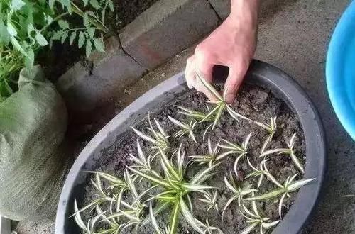 养吊兰,每个月放3粒“它”,一点黄叶也没了,谁见了都说:美