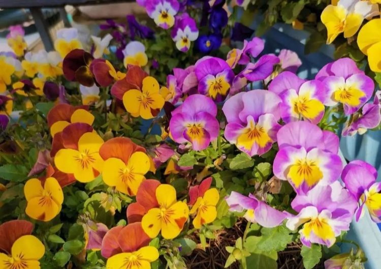 这花比绿萝好养,疯狂开花,花色五彩斑斓,想不爆盆都难