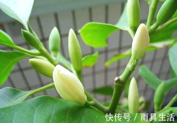 花卉|绿萝抓紧扔了!此花净化空气效果是绿萝十倍,比桂花香,沾土就活