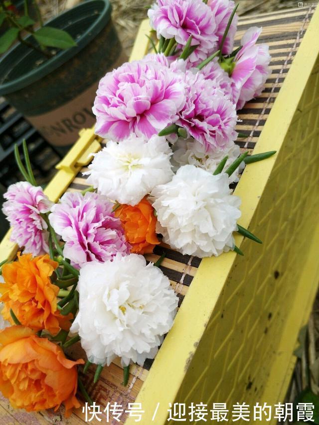 3种“网红花”,一点不娇气,沾土就泛滥,气质还高大上