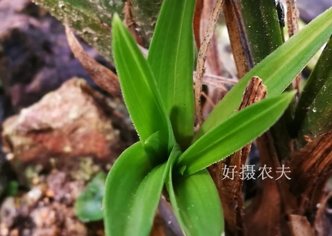 野生|家养兰花常发病，为什么野外的兰花病害少？兰友一语道破玄机