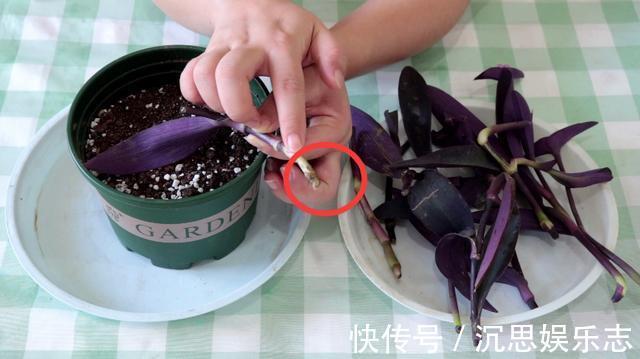 扦插|紫竹梅扦插有技巧，做好几点，生根快，轻松一盆变多盆