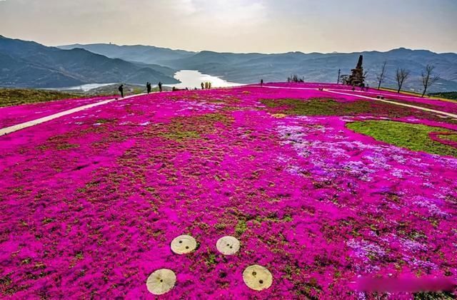 “我是你的光，带你去旅行”。淄博沂源沐心双马山首届芝樱花文化节开幕