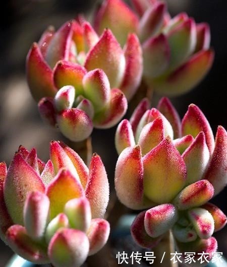 叶片|喜欢养多肉不能错过锦晃星,毛茸茸、红彤彤,相机都拍不出它的美!