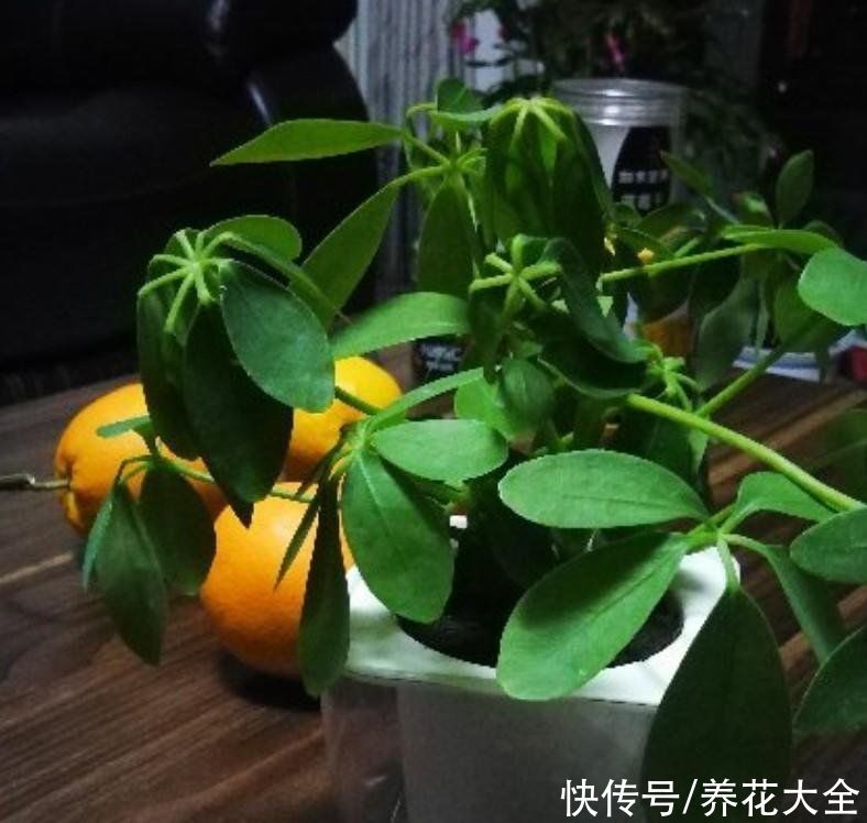 养护鸭掌木的3个技巧，枝繁叶茂，叶子绿油油的