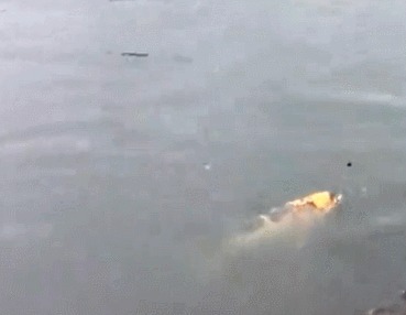 男子野外钓上一条“肥鱼”,没想到竟是这种鱼,最后却放生了